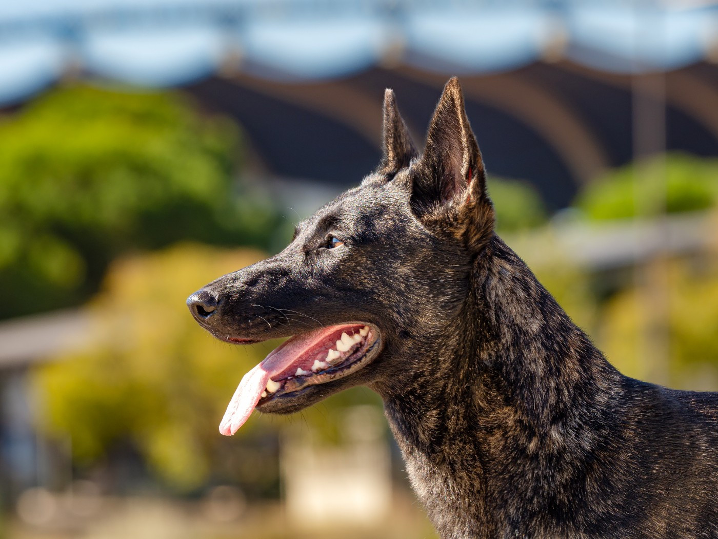 CH. Volverine des Légendes de Boyka Des Légendes De Boyka