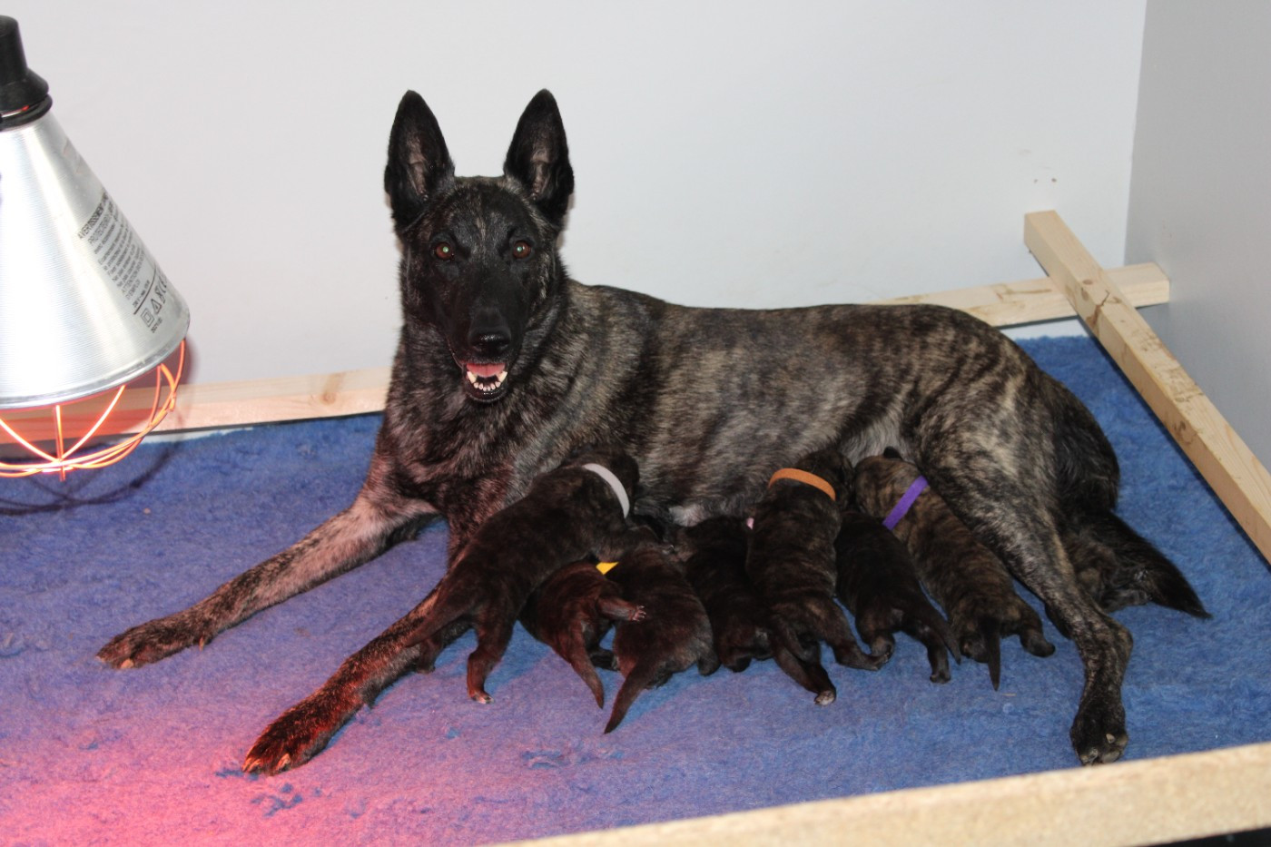 Des Légendes De Boyka - Berger hollandais - Portée née le 26/01/2026